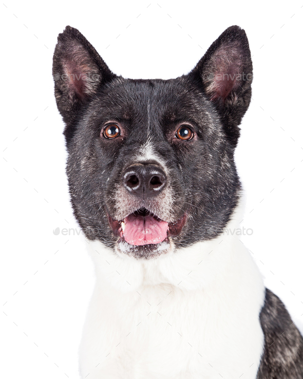 Black Mask Akita Over White Background Stock Photo by GoodFocused